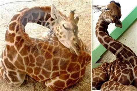 Do giraffes sleep standing up - How do giraffes sleep standing up or laying down? Giraffe often rest while standing up, but new research shows that they lie down more often than previously thought. When lying down, they fold their legs under their body, but mostly keeping their necks held high. Giraffe have been known to continue browsing and ruminating in this …